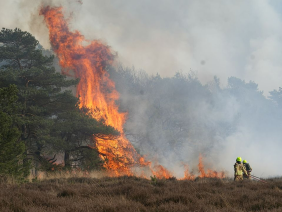 Aanhoudende droogte: hoe moeten we de natuur anders inrichten om bosbranden te voorkomen?