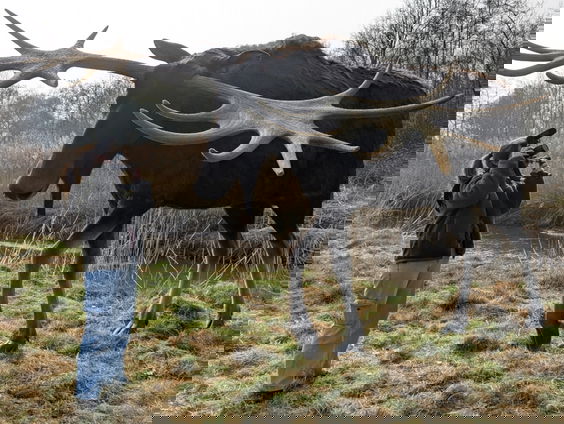 Hij is al zo’n 120 duizend jaar uitgestorven, maar sinds kort is hij te bewonderen alsof hij springlevend is. Paleo-kunstenaar Jim van Dijk werkte drie maandenlang aan een levensechte reconstructie van de breedkopeland. Voordat hij in een museum wordt tentoongesteld, wordt de reconstructie eenmalig in z’n natuurlijke habitat geplaatst. Zo komt hij nóg beter tot z’n recht.