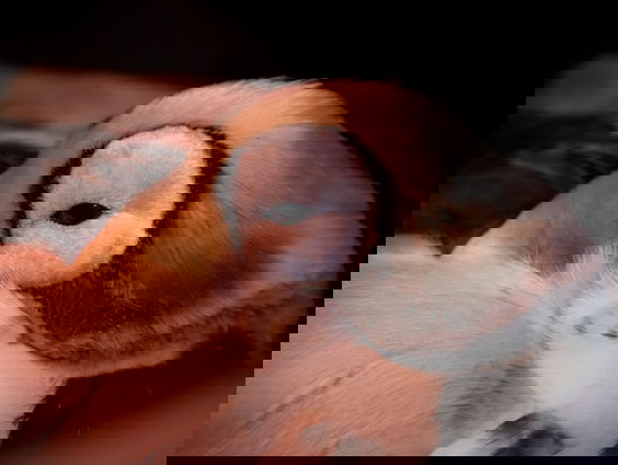 Zeer zeldzame brileider herstelt voorzichtig in vogelopvang