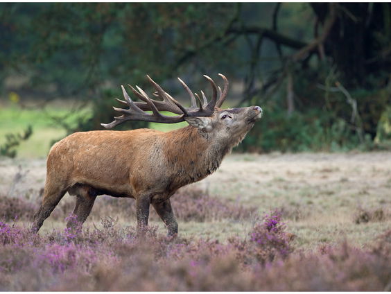Spoedcursus burlen met Nederlands Kampioen Sem Rijnhout