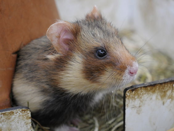 Hoe kansloos is de bedreigde korenwolf na 25 jaar en 20 miljoen euro?