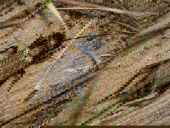 Veldkrekel: je hoort hem wel maar je ziet hem niet