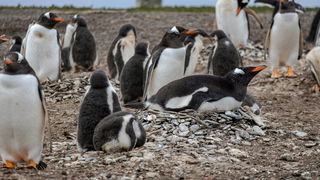 Pinguïns gaan eerder broeden door klimaatverandering