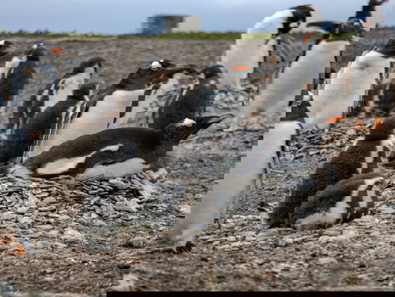 Pinguïns gaan eerder broeden door klimaatverandering