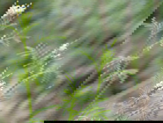 Nieuwe plant voor Nederland: veldkers ontdekt op het internet