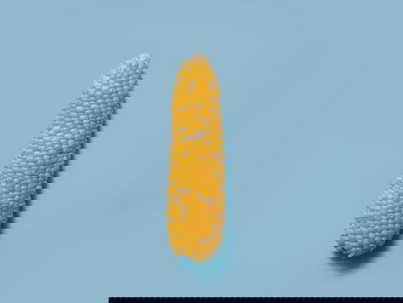 Matig jaar voor maïs: 30 procent minder opbrengst