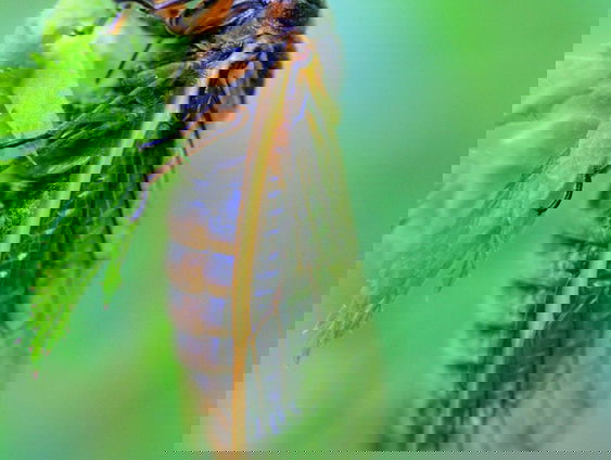 Dit voorjaar kruipen er in de VS miljarden cicaden uit de grond