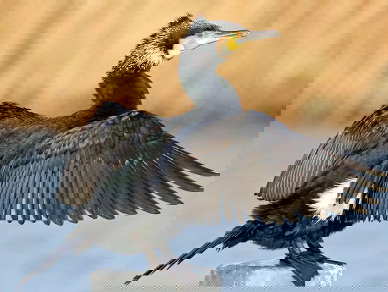 Nieuw plan om aalscholver te bejagen is ‘onwetenschappelijk’