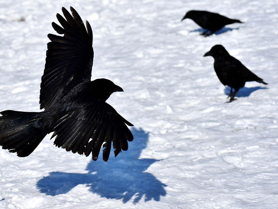 Kettingreactie 13 juni 2025