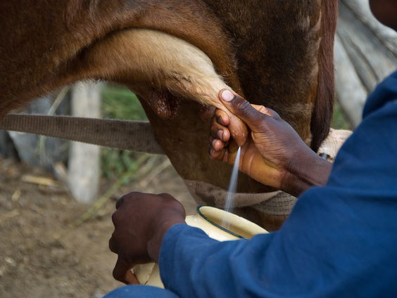Waarom drinken we dierenmelk?
