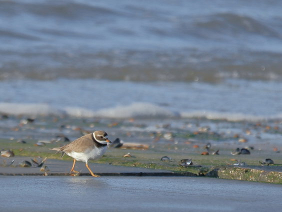 Beleef de Bontbekplevier