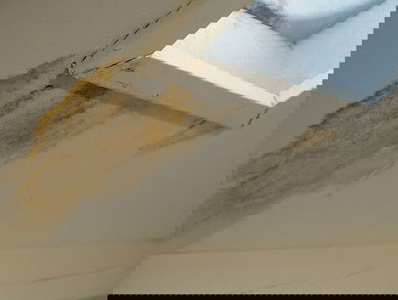 Schimmel in woningen blijft een onopgelost probleem: 'Hier wonen is haast onmogelijk'