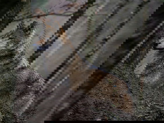 Debat over de wolf: 'De angst voor de wolf wordt opgeklopt'