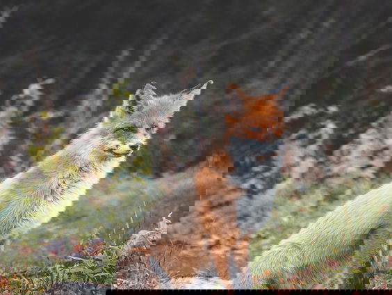 Vossen een bedreiging? Nee hoor: 'Laat de beer maar komen'