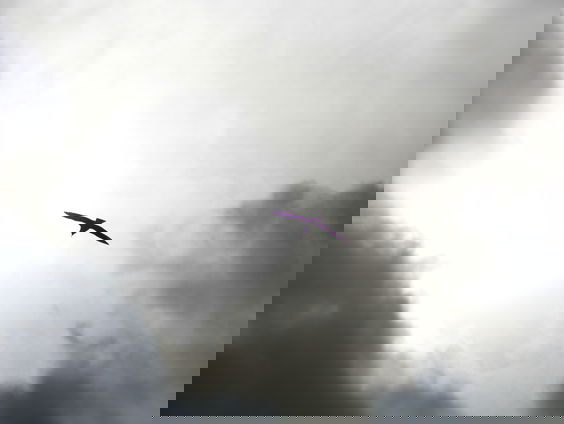 Stormvogels storten neer door lichtvervuiling