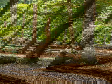 Dassenberg als oerbos? | Frisse blik #2