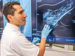 Microrobots reizen door de bekkenslagader van een schaap