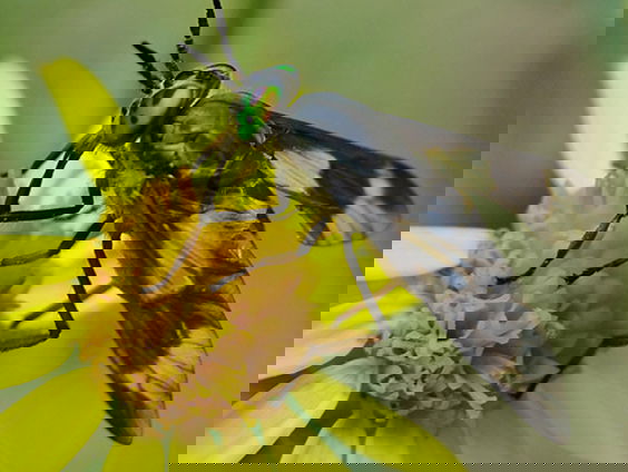 De wondere wereld van dazen