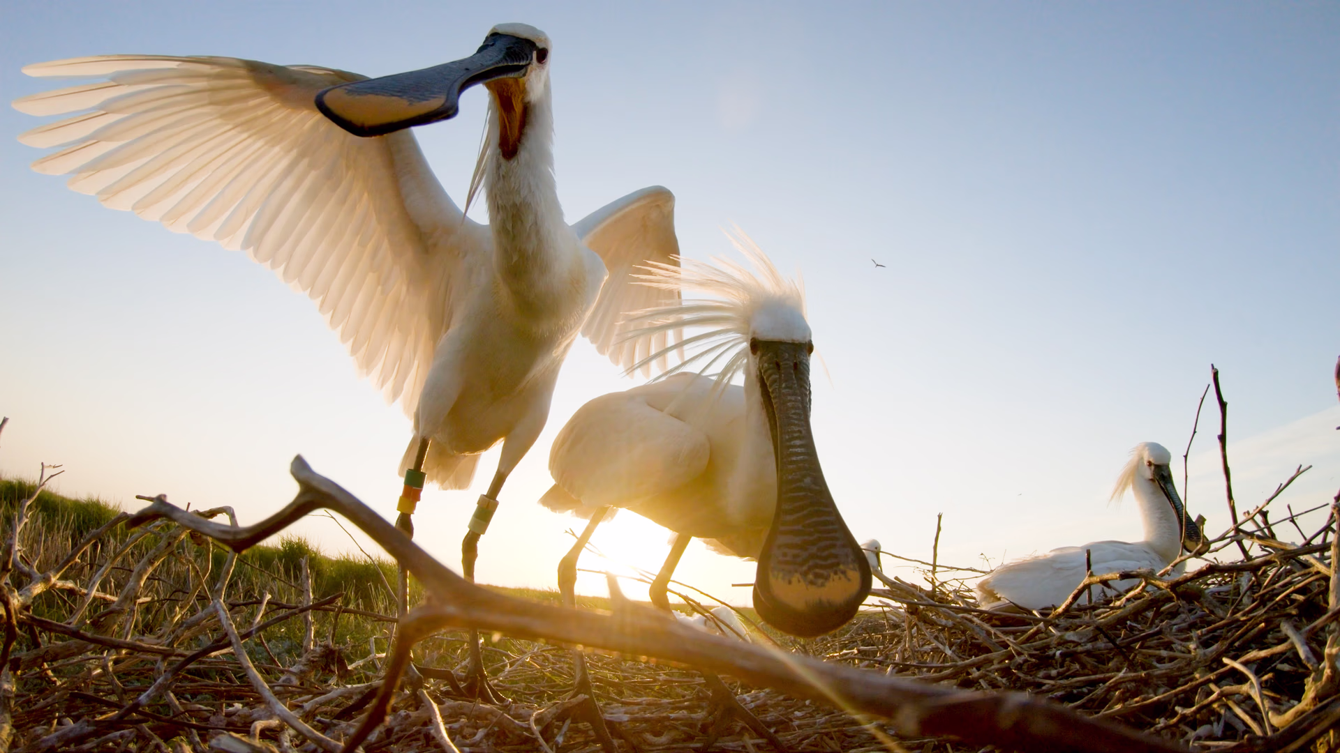Hilco Jansma maakt de documentaire 'De lepelaar in een roerige wereld'