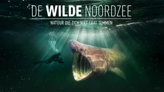 Gouden Kalf-winnaar ‘De Wilde Noordzee’ maandag 5 januari op tv