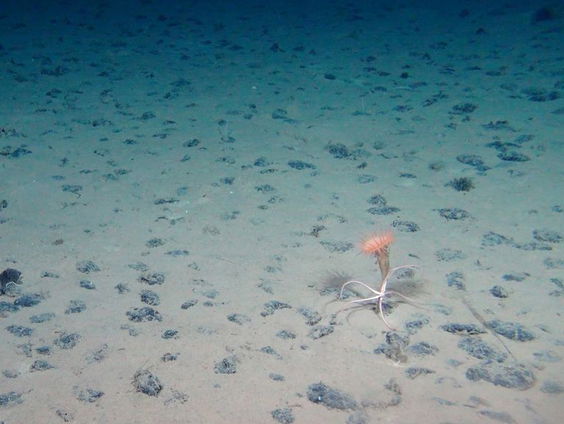 Toekomst van diepzeemijnbouw op VN-vergadering in Jamaica