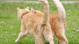 De zwerfkatten op Schiermonnikoog moeten verhuizen