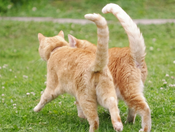 Hans vindt via Nachtzuster een plekje voor kat Zion