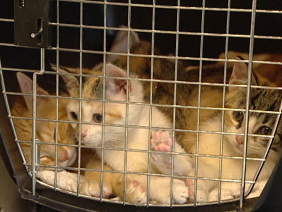 Rechtszaak over levenslang verbod op houden van dieren na verwaarlozing