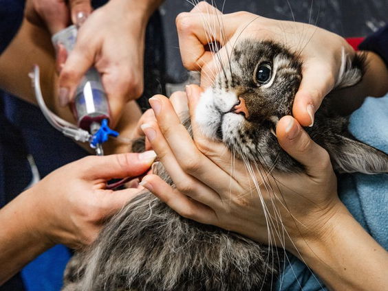 Zeker honderd onbevoegde diergeneeskundigen in dierenklinieken, hoe kan dat?