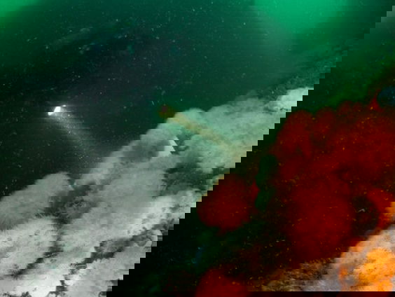 Rechtszaak over reservaten Noordzee zet bescherming op scherp