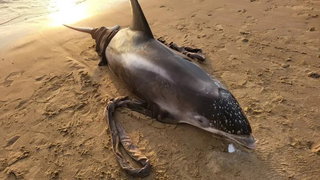 Witsnuitdolfijn spoelt levend aan in Egmond aan Zee