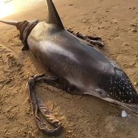 Witsnuitdolfijn spoelt levend aan in Egmond aan Zee