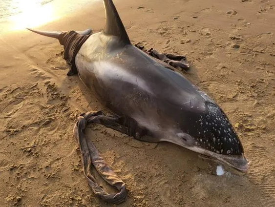 Witsnuitdolfijn spoelt levend aan in Egmond aan Zee