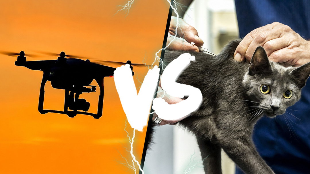 Drones versus Zwerfkat op Schiermonnikoog