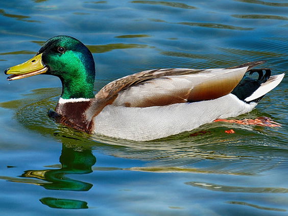 Kettingreactie 10 januari