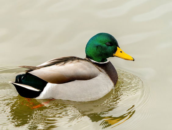 Steeds minder wilde eenden: hoe kan dat?