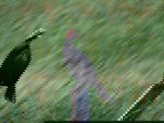 Zeldzame dwergaalscholver was mogelijk broedvogel in middeleeuwen