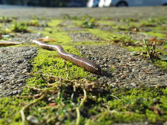 De gezondheid van je tuin tot op de bodem uitzoeken
