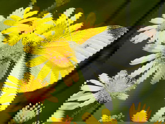 Kinderen zien koolwitje van dichtbij plus filmpje