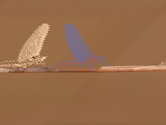 Het jaar van de eendagsvlieg