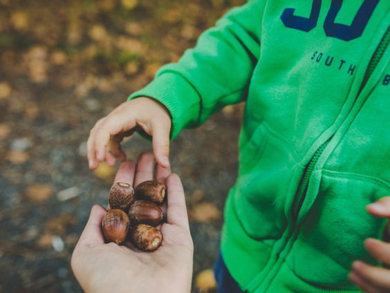 Waarom er dit jaar uitzonderlijk veel eikeltjes op de grond liggen