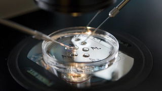 Kamerdebat over het kweken van menselijke embryo’s