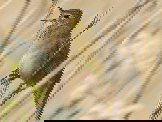 Eurovisie Vogelfestival