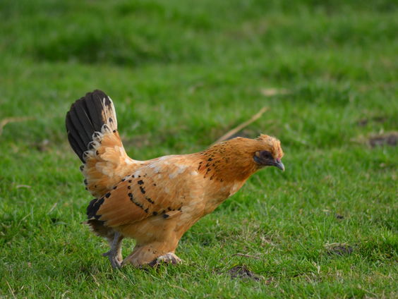 Kun je horen of een kip gelukkig is?