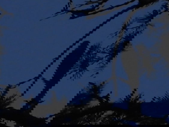 Aandacht voor lichtvervuiling in de Nacht van de Nacht