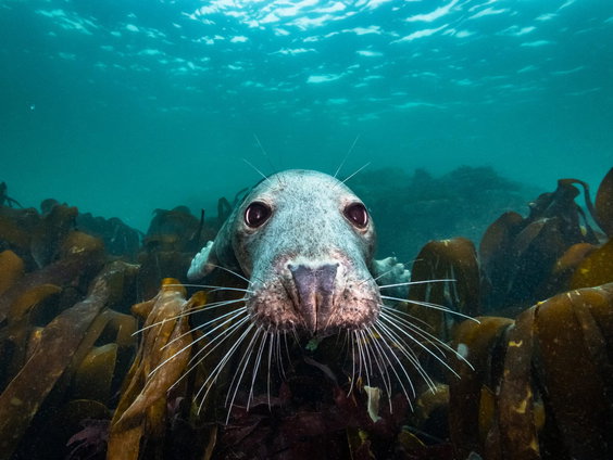 Zo klinkt het dagelijks leven in de Noordzee - en de menselijke verstoring daarvan