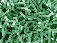 Grote problemen oplossen met microscopisch kleine wezens?