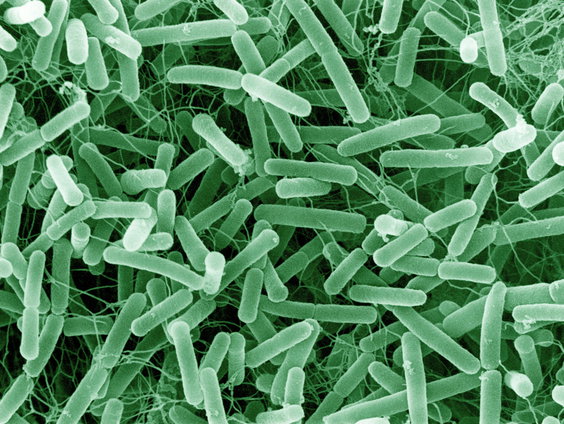 Grote problemen oplossen met microscopisch kleine wezens?