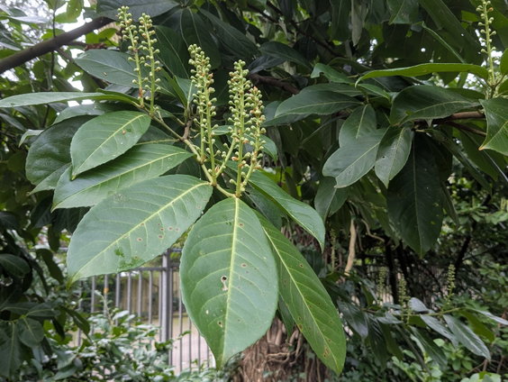 Laurierkers: populaire tuinplant blijkt invasieve exoot