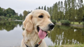 Met een hulphond kan je bijna lezen en schrijven in 1984